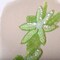 Lime Green Sequined Flower Patches Set of 2 Beaded Iron On Appliques 6 x 3.25 Inch